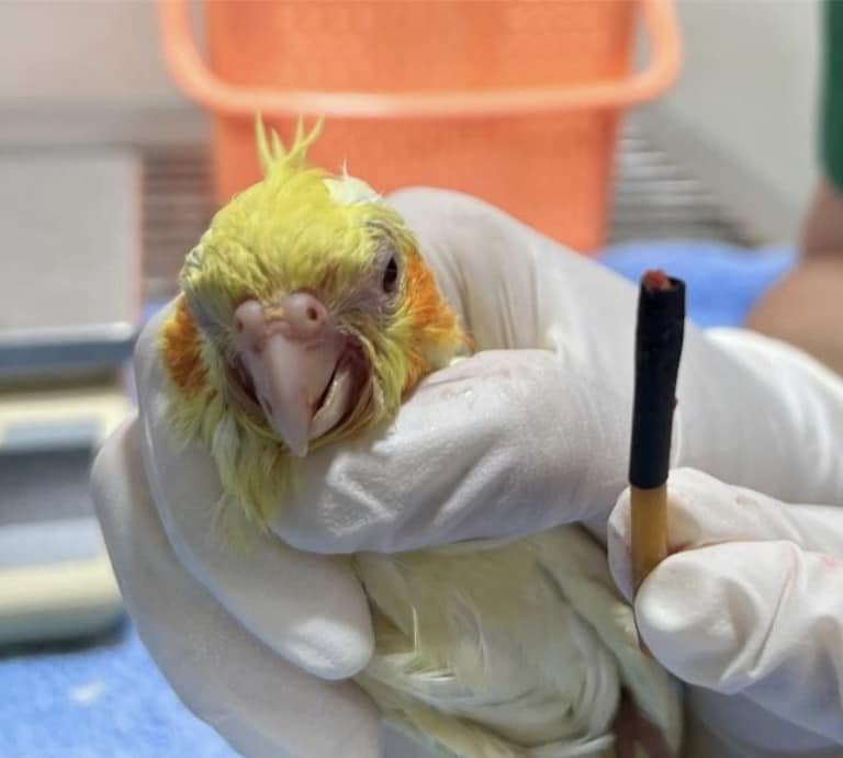 น้องนกสายพันธุ์  Cockatiel วัย 6 เดือน ชื่อ ‘คุกกี้’ เจ้าของรีบพามาหาคุณหมอ  น้องนกสายพันธุ์  Cockatiel วัย 6 เดือน ชื่อ ‘คุกกี้’ เจ้าของรีบพามาหาคุณหมอ